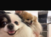 5* K C Registered Pomeranians puppies
