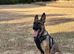 German shepherd 7 months old