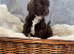 Beautiful F1 Cavapoo Puppies