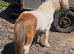 Ride and drive miniature Shetland gelding