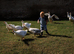 Friendly Home-Reared Geese &ndash; Used to Children