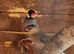 3 young Javas