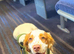 9 month old clumber spaniel