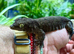 Female Halmahera Giant Gecko