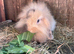 Mini Lion Lop Female