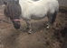 Tiny tots shetland