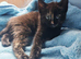 GIRLS KITTENS