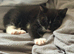 Female kitten black and white ready now Craigavon NI