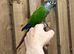 Green cheek conure