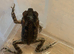 Baby Cane Toads