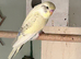 Baby budgie