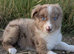 BORDER COLLIE PUP READY FOR NEW HOME LAST ONE LEFT BOY