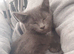 Russian blue kittens