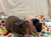 2 skinny pig brothers
