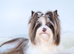 Four Exceptional Colourful Yorkshire Terrier Girls