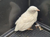 Button quails