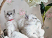 Stunning Lynx Mitted Mink Ragdoll Kittens