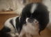 Peke bi colour black & white 18 months old