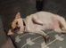 Chihuahua girl for sale