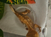Baby crested gecko