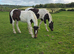 Yearling filly