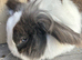 Blue Lion lop