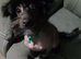 Hairless Chinese crested girl