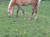 REGISTERED  SEC B PALOMINO FILLY.  ( YEARLING )