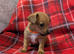 Jack Russell puppy