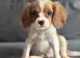 Cavalier King Charles