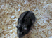 Male Russian dwarf hamster