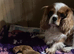 1 female apricot Cavapoo puppy.