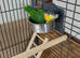 Hand reared Baby Black Headed Caiques