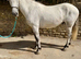 Handsome 16.1 Highlander x TB Gelding 6 yrs old