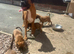 Beautiful boxer puppies