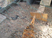 Polish Bantam Gold Lace