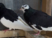 Deep Roller pigeons