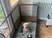 Biewer terriers