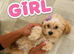 Asian maltipoo 3 boy&2 girl