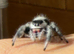 i8 female bahamas jumping spider ( only one left )