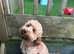 Cockerpoo Stud