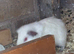 Baby guinea pigs