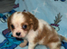 Cavalier puppy