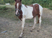 Beautiful gelding