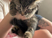 Kittens ready now