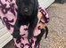 Kc reg Labrador puppy’s for sale Solihull