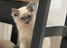 4 loving ragdoll kittens