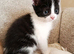 Beautiful kittens