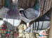 Racing pigeons for sale