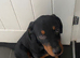 Rottweiler puppy